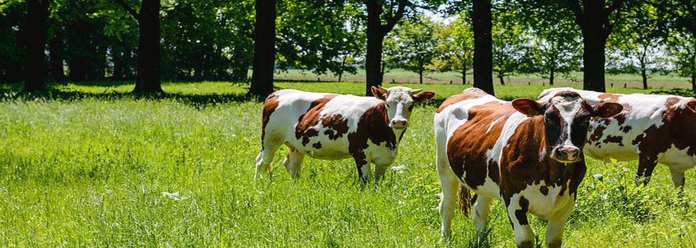 Best Ayurvedic Herbal Products Manufacturing Company in India