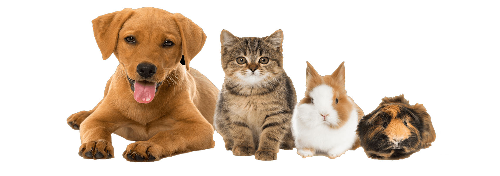 Cattle Feed Supplement manufacturers in India 